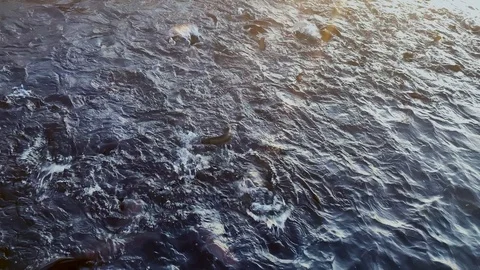 Top view of fish splashing in river water while breeding on farm. Stock Footage 123080985