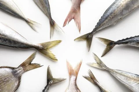 Top view fish tails circle. High quality and resolution beautiful photo conce Stock Photos