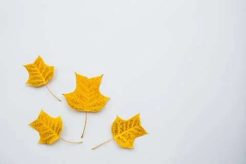 Top view, flat lay autumn fall mockup. Frame made of yellow leaves on white b Stock Photos