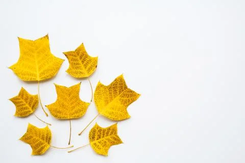 Top view, flat lay autumn fall mockup. Frame made of yellow leaves on white b Stock-Fotos