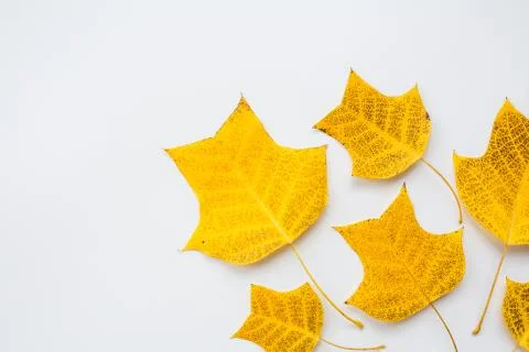 Top view, flat lay autumn fall mockup. Frame made of yellow leaves on white b 스톡 사진