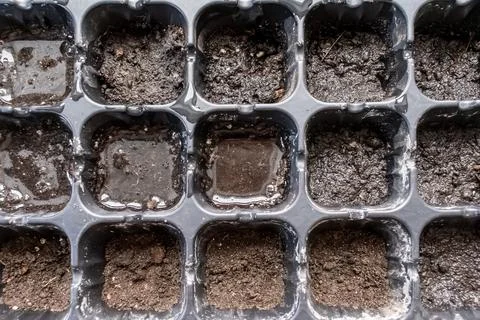 Top view flat lay of cellular seedling tray filled with moist fertile ground Stock Photos