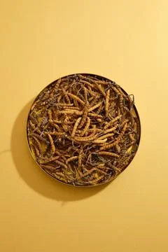Top view, flat lay of cordyceps on round plate isolated on dark beige backgro 스톡 사진