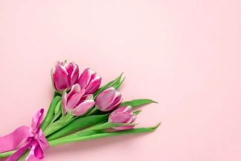Top view flat lay cute pink tulips with silk ribbon on a soft pink background Stock Photos