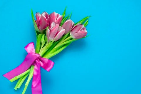 Top view flat lay cute pink tulips with silk ribbon on a vibrant blue  backgr Stock Photos
