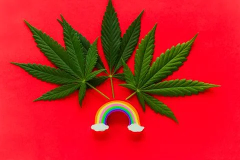 Top view flat lay marijuana green leaf with colorful rainbow ,colourful summe Stock Photos