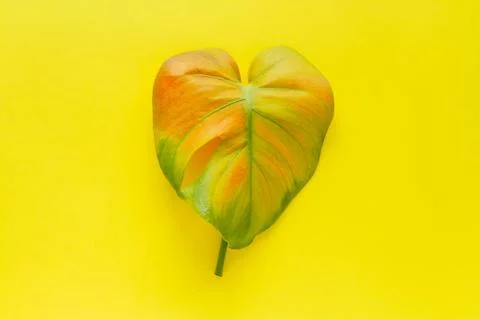 Top view flat lay  multicolored monstera tropical leaf isolated on yellow bac Stock Photos