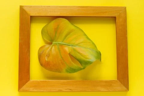 Top view flat lay  multicolored monstera tropical leaf in golden frame  isola Stock Photos