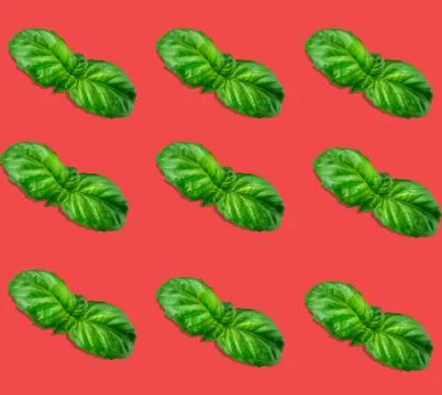 Top view flat lay pattern basil leaves on a red background Foto stock