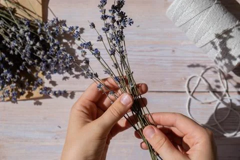 Top view flat lay of process making bouquets of dried lavender flowers. Cotton 写真素材