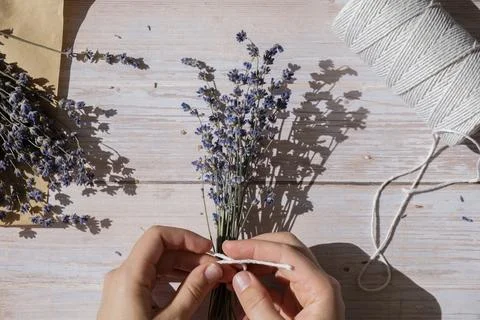 Top view flat lay of process making bouquets of dried lavender flowers. Cotton Stock Photos