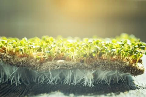 Top View Flat Lay. rucola or arugula leaf. sprout vegetables germinated from  Stock Photos