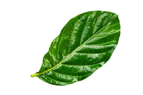 Top view, flat lay of single green Great morinda leaf. Stock Photos