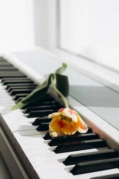 Top view flat lay of a single tulip on piano keys at home. Stock Photos