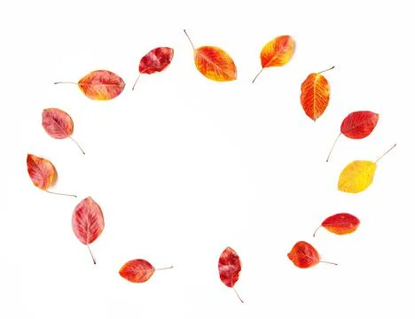 Top view flat lay of yellow, red and orange autumn leaves in circle on white 写真素材