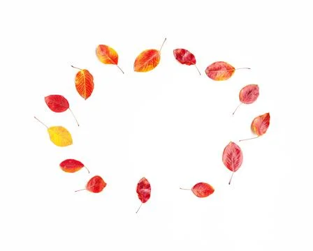 Top view flat lay of yellow, red and orange autumn leaves in circle on white Stock Photos