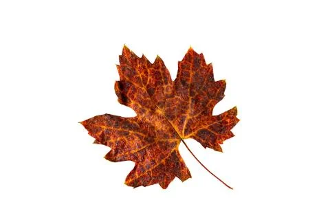 Top view (flat ray) of single dry colorful grapes leaf isolated on white ba.. Stock Photos