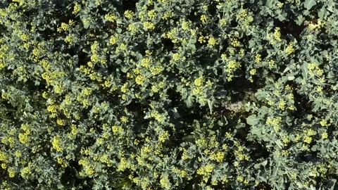 Top view flight above the rapeseed field Stock Footage 128722489