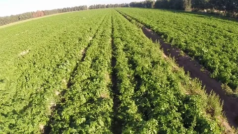 Top view Flight on a cultivated field in a beautiful day Stock Footage 71590552