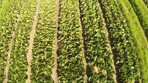 Top view Flight over the fields  Stock Footage 71588361
