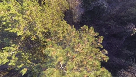 Top view Flight over the forest trees on a beautiful day Stock Footage 72314179