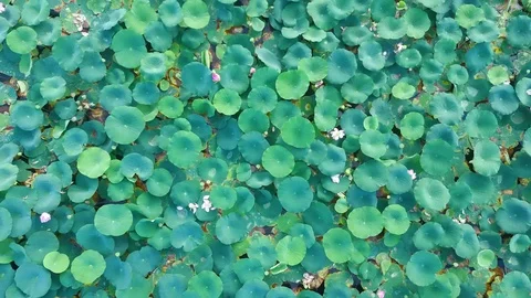 Top view of flight over the lake of lotuses Stock Footage 127630453