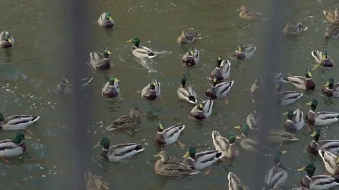 Top view on a flock of ducks floating on the river, bread in beak hungry duck Stock Footage 81665750