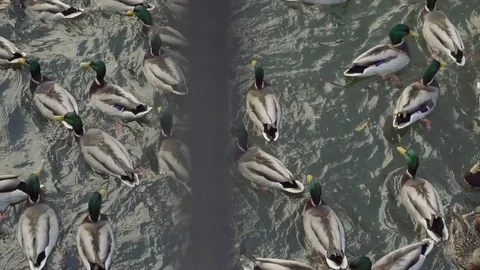 Top view on a flock of ducks floating on the river, bread in beak hungry duck Stock Footage 81665873