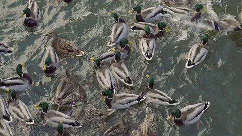 Top view on a flock of ducks floating on the river, bread in beak hungry duck Stock Footage