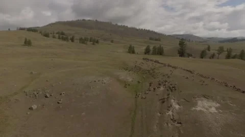 Top view of a flock of sheep. Stock Footage 58138600