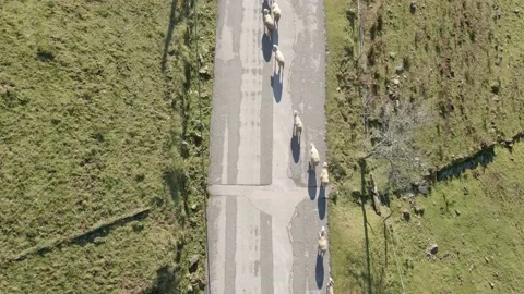 Top view of flock of sheep Stock Footage 167978484