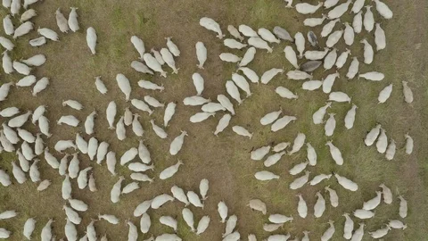 Top view of a flock of sheep grazing in a meadow 스톡 동영상 112933095