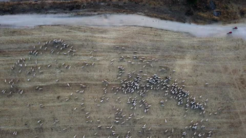 Top view of a flock of sheep grazing in the field Stock Footage 217400932