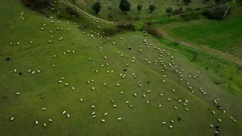 Top view of a flock of sheep in green plain, sheep eating grass drone shot Stock Footage 166067277