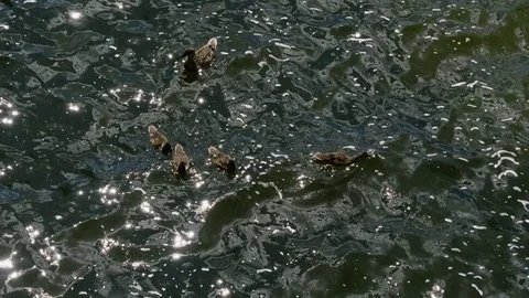 Top view of flocks of wild ducks eating bread and swimming in city reservoir. 4K Vidéo 78412761