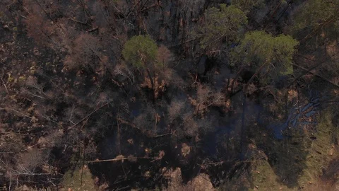 Top view of flooded forest area Stock Footage 93189542