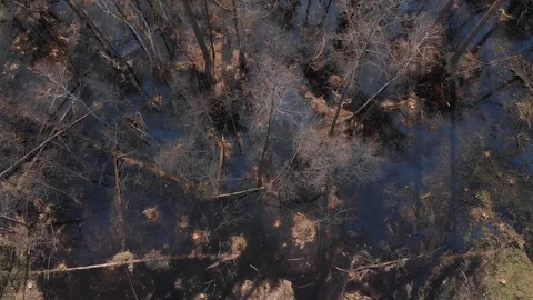 Top view of flooded forest 動画素材 93187234