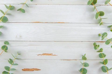 Top view floral eucalyptus flat lay frame on white rustic wood Stock Photos