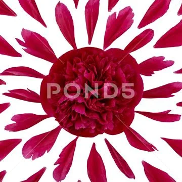 Top view of a floral pattern of peony petals. Composition of flowers on a whi Stock Photos