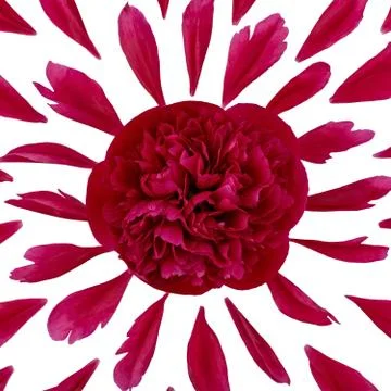 Top view of a floral pattern of peony petals. Composition of flowers on a whi Stock-Fotos
