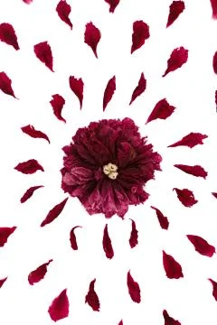 Top view of a floral pattern of peony petals. Composition of flowers on a whi Foto stock