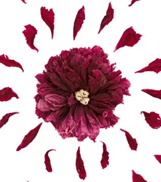 Top view of a floral pattern of peony petals. Composition of flowers on a whi Stock Photos