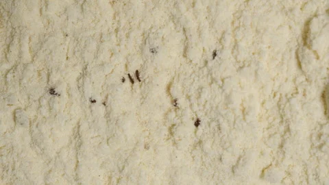 Top View of Flour Infested with Tribolium Confusum Beetles, Tiny Dark Insects 動画素材 283306909