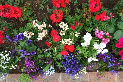Top view of a flower bed full of colourful perennials Stock Photos
