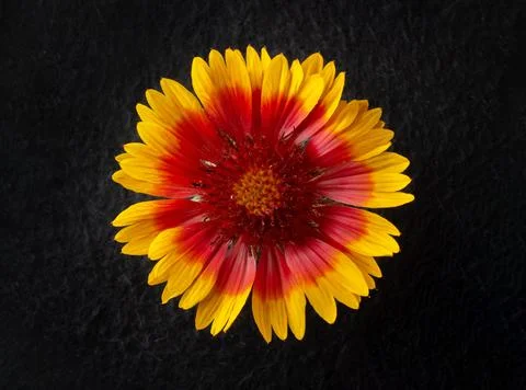 Top view of a flower on black background. Close up. Stock Photos