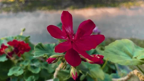 Top view of a flower bud growing on the balcony. A very beautiful plant Stock Footage 209242259
