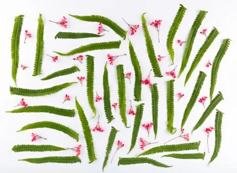 Top view of a flower composition on a white background. A pattern of flowerin Foto stock