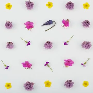 Top view of a flower composition on a white background. A pattern of flowerin 写真素材