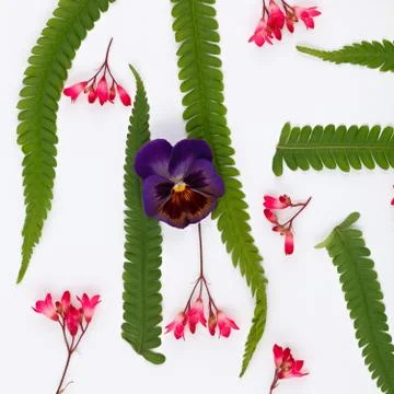 Top view of a flower composition on a white background. A pattern of flowerin Foto stock