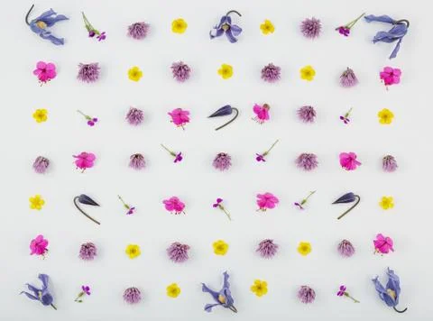 Top view of a flower composition on a white background. A pattern of flowerin Stock Photos